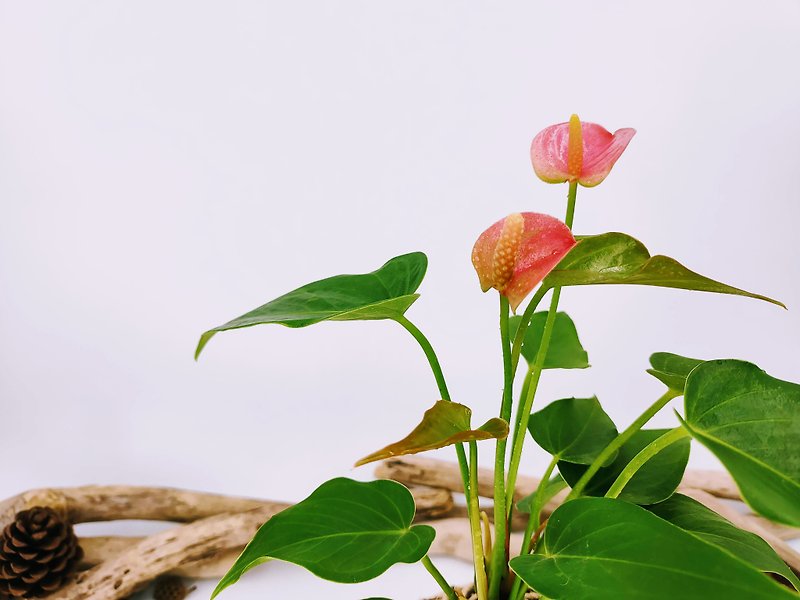 粉火鶴苔球│居家裝飾│窗邊植物 - 植物/盆栽/盆景 - 植物．花 粉紅色