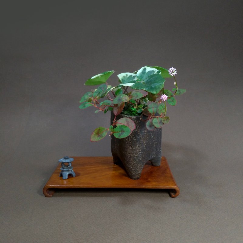 日本粉紅橐吾山野草∣信樂燒 絕版三角切立鉢 - 盆栽/植栽 - 陶 