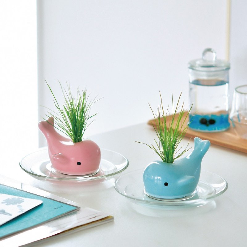 HAPPY WHALE spray whale ryegrass planting group - Plants - Pottery Pink