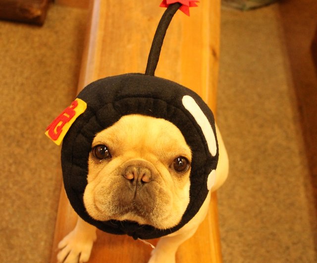 Dog headgear Clearance