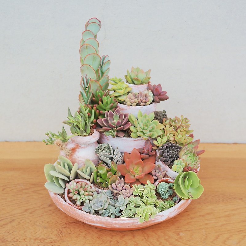 Peas succulents and small grocery _ Creative Planting Series - the secret meat combination - ตกแต่งต้นไม้ - ดินเผา 