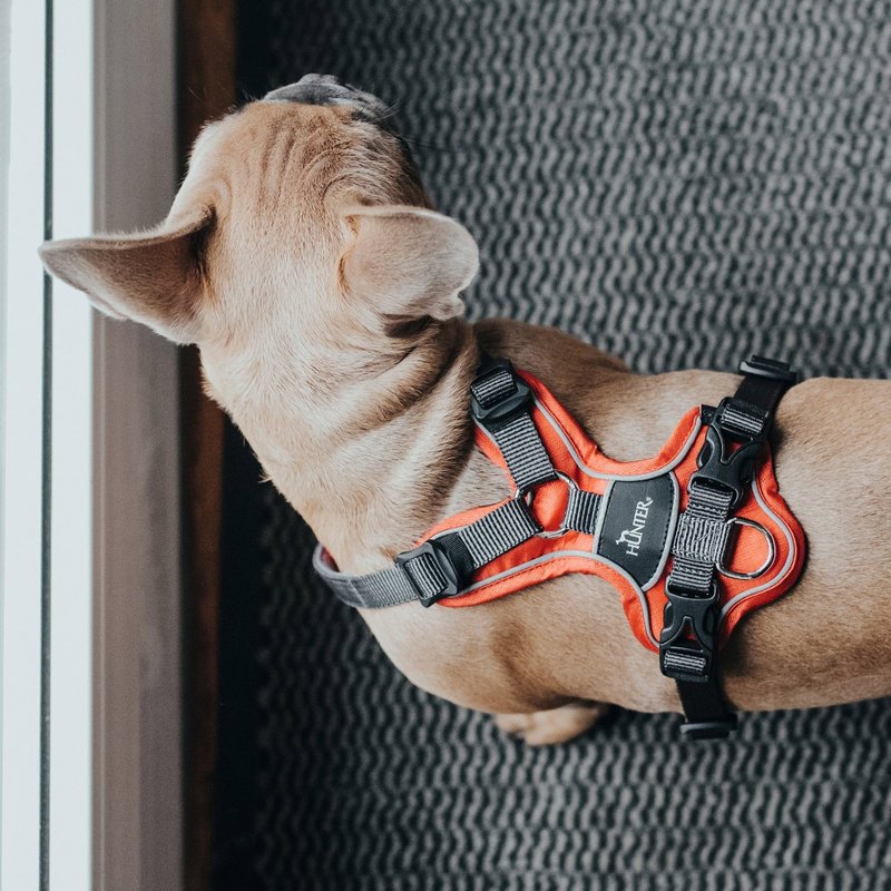 HUNTER Hengte Discovery Shockproof Series Dog Harness (4 colors in total) - อื่นๆ - เส้นใยสังเคราะห์ 