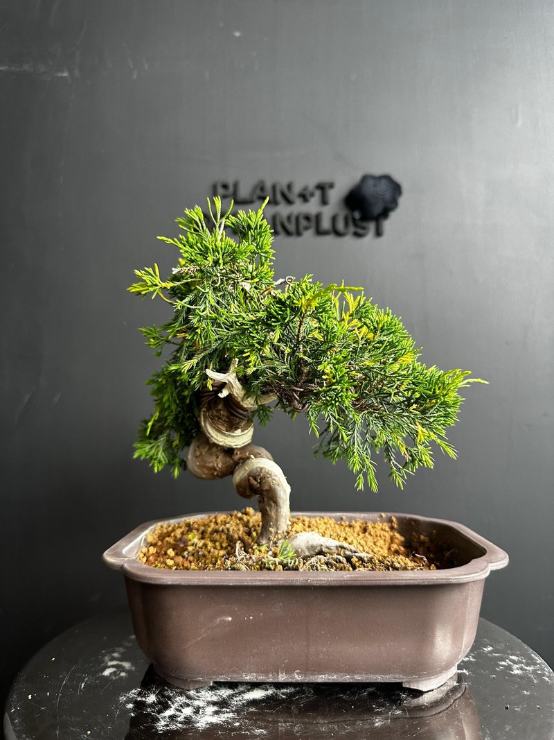 日本 黃金糸魚川真柏 植物 盆景 盆栽 bonsai 楓葉 塊根 多肉植物 - 盆栽/植栽 - 植物．花 綠色