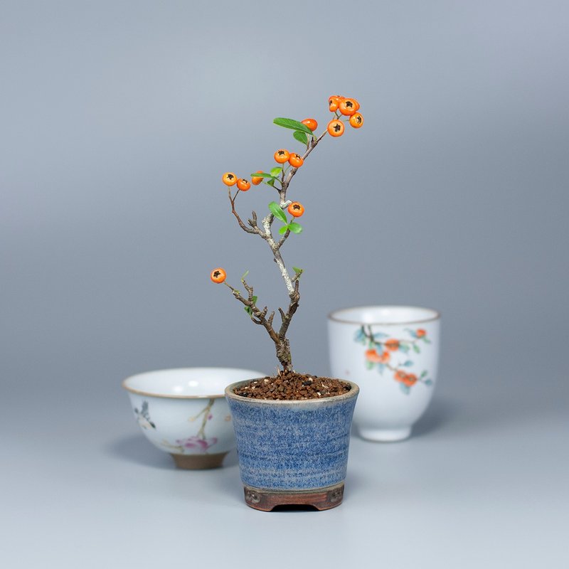 [Flowers and Fruit Plants] Bean Potted Plant Zhuangyuanhong Home Furnishings - ตกแต่งต้นไม้ - พืช/ดอกไม้ 