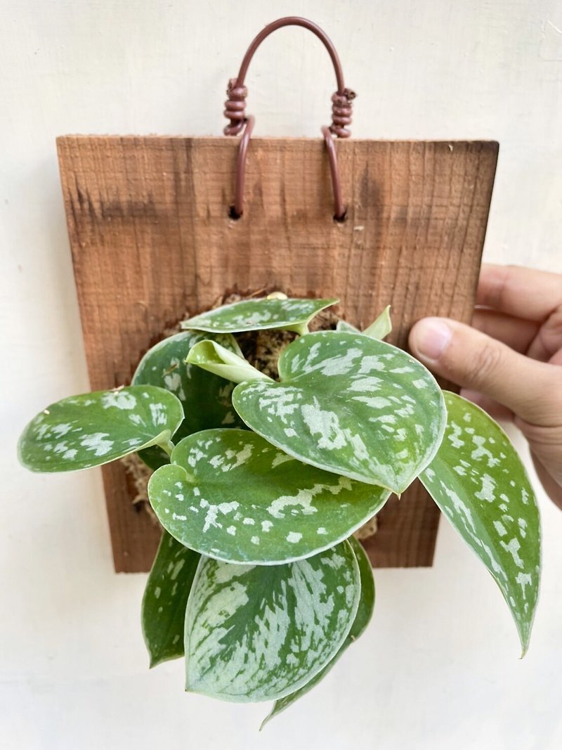 [Star-dot vine] Exchange gifts, plant on board, foliage plant, birthday gift - Plants - Plants & Flowers 