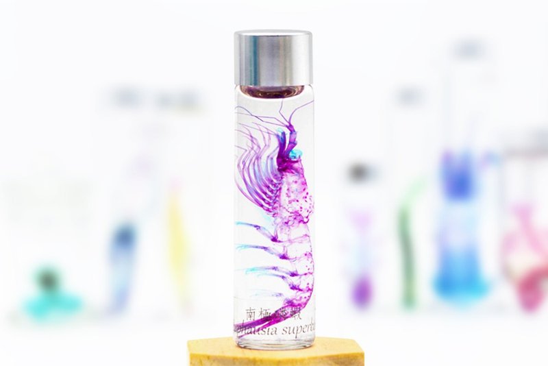 透明生物標本 - 南極磷蝦 Euphausia superba - 擺飾/家飾品 - 玻璃 