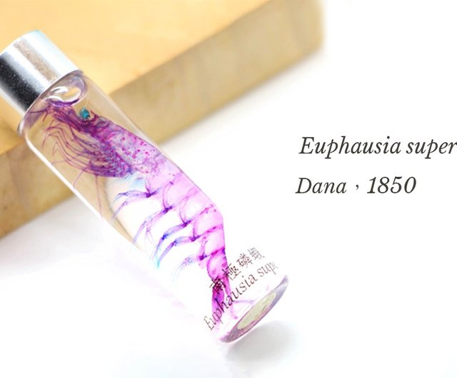 透明生物標本 - 南極オキアミ Euphausia superba - ショップ