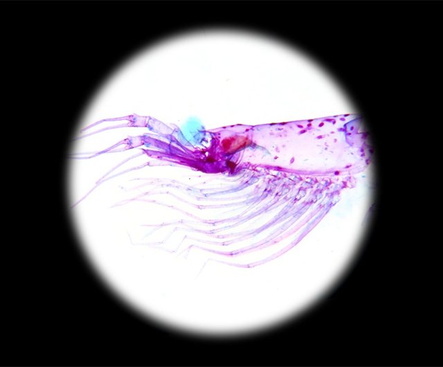 透明生物標本 - 南極オキアミ Euphausia superba - ショップ