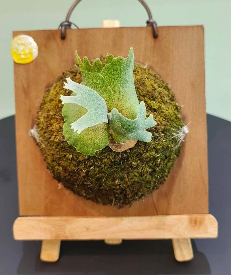 Bacteria Staghorn Fern P.willinckii Bacteria sporing Pygmy Java House Plant - ตกแต่งต้นไม้ - พืช/ดอกไม้ สีเขียว