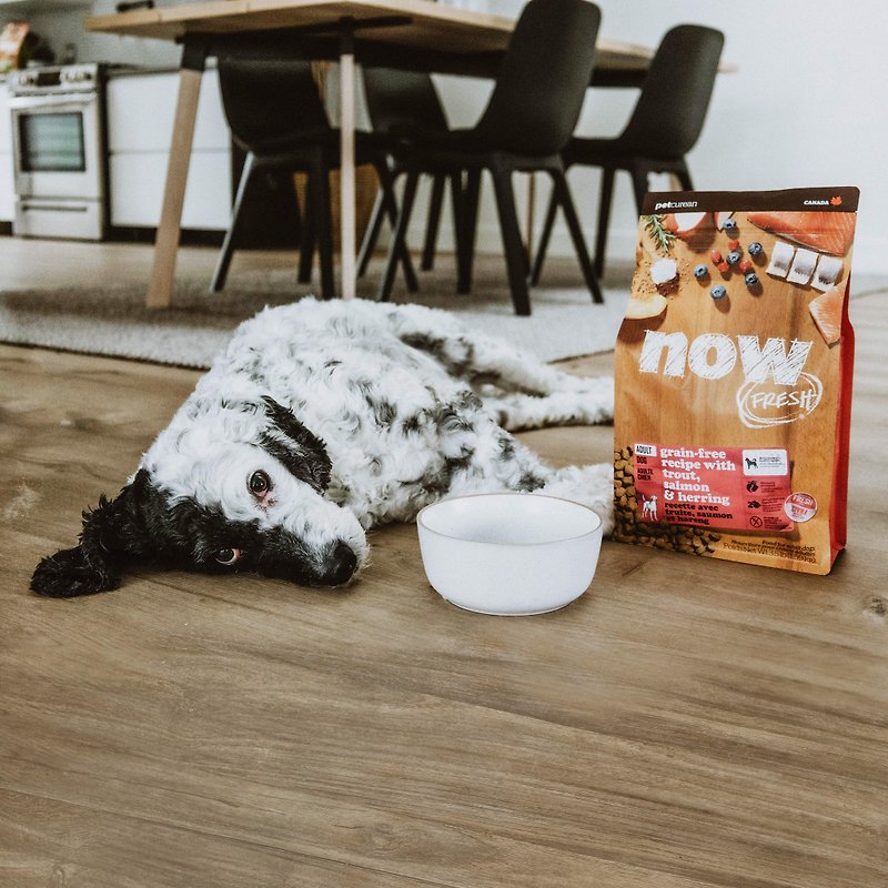 【Dog Staple Food】now Fresh Fish Grain-Free Medium Adult Dog Natural Food Dog Feed Hypoallergenic Fur Care - อาหารแห้งและอาหารกระป๋อง - อาหารสด 