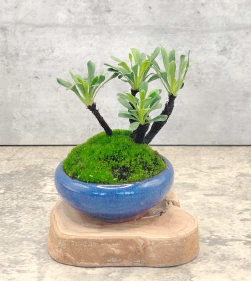 琉球盆栽 陶賊 -RYUKYU BONSAI TOUZOKU- |  ネクストブレイク