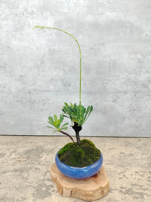 琉球盆栽 陶賊 -RYUKYU BONSAI TOUZOKU- |  ネクストブレイク