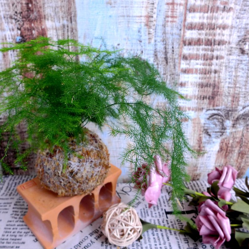 Handmade by Qianqi / Grass Flower Series Moss Ball-Asparagus - Plants - Plants & Flowers Green