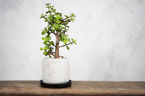 室内鉢植え】イチョウ鉢植え、小型鉢植え観葉植物、金のなる木、幸運の