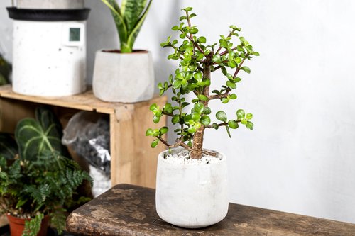 イチョウの木 小型観葉植物 DSC_0026-420x306.jpg