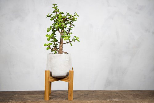 イチョウの木 小型観葉植物 楽天市場】盆栽 イチョウの通販