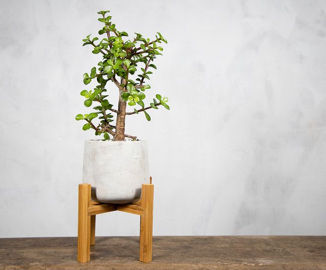 【ビャクシン】　乳銀杏　中品盆栽　極太古木　高級優良盆栽　No６８－１４ 室內盆栽銀杏木盆栽小型盆栽觀葉植物發財樹植栽幸運樹惟一花藝ONE