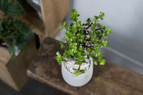 室内鉢植え】イチョウ鉢植え、小型鉢植え観葉植物、金のなる木、幸運の