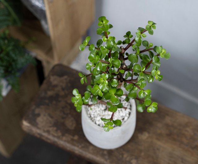 【ビャクシン】　乳銀杏　中品盆栽　極太古木　高級優良盆栽　No６８－１４ 室內盆栽銀杏木盆栽小型盆栽觀葉植物發財樹植栽幸運樹惟一花藝ONE