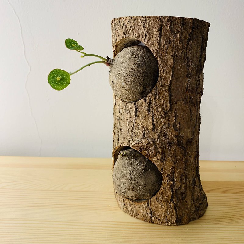 Nordic natural wind Christmas gift air pineapple succulent Taiwan camphor wood double-hole flowerpot - ตกแต่งต้นไม้ - ไม้ สีนำ้ตาล