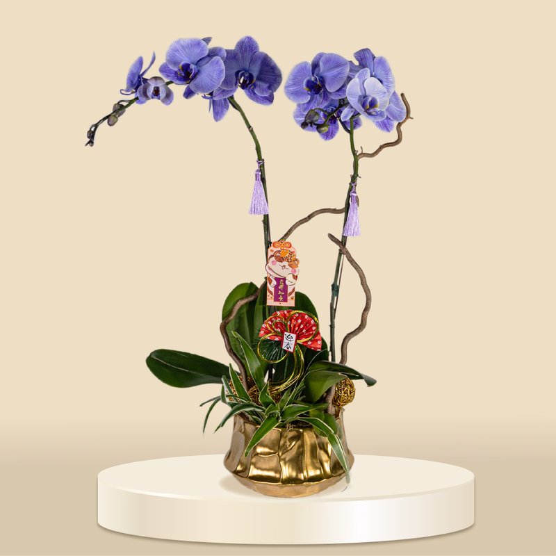 大花蝴蝶蘭馬卡龍2棵 (1155) 蘭花 新春蘭花 年花 自家蘭花園種 - 盆栽/植栽 - 植物．花 