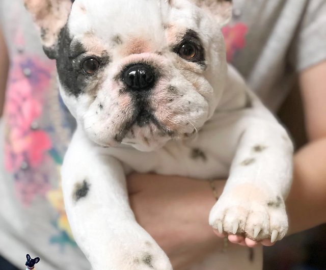 French Bulldog Puppy White Spotted