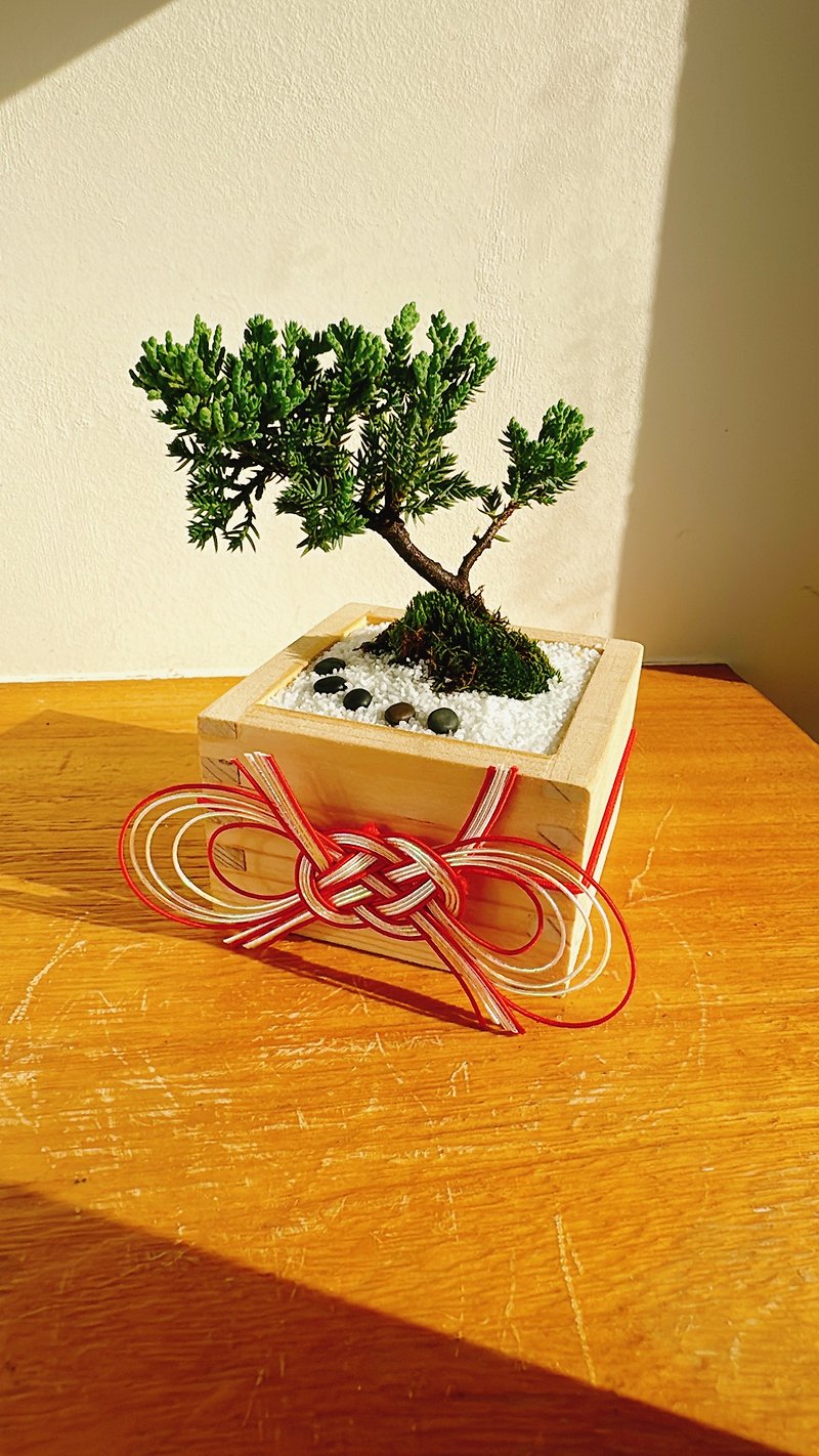Mini Japanese Zen garden pine and cypress potted plants with pure natural water and wood - ตกแต่งต้นไม้ - พืช/ดอกไม้ สีเขียว