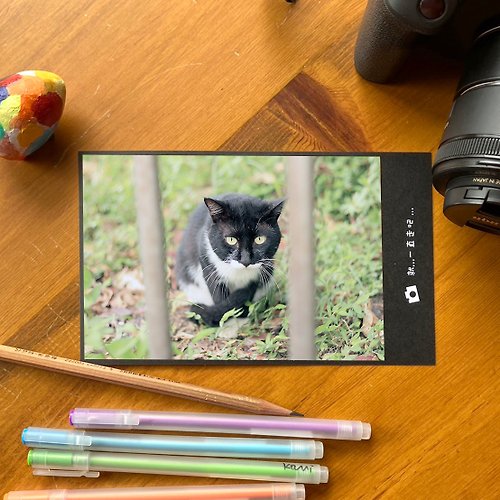 黑色獅子 手工限量攝影明信片-貓咪/台灣小物攝影