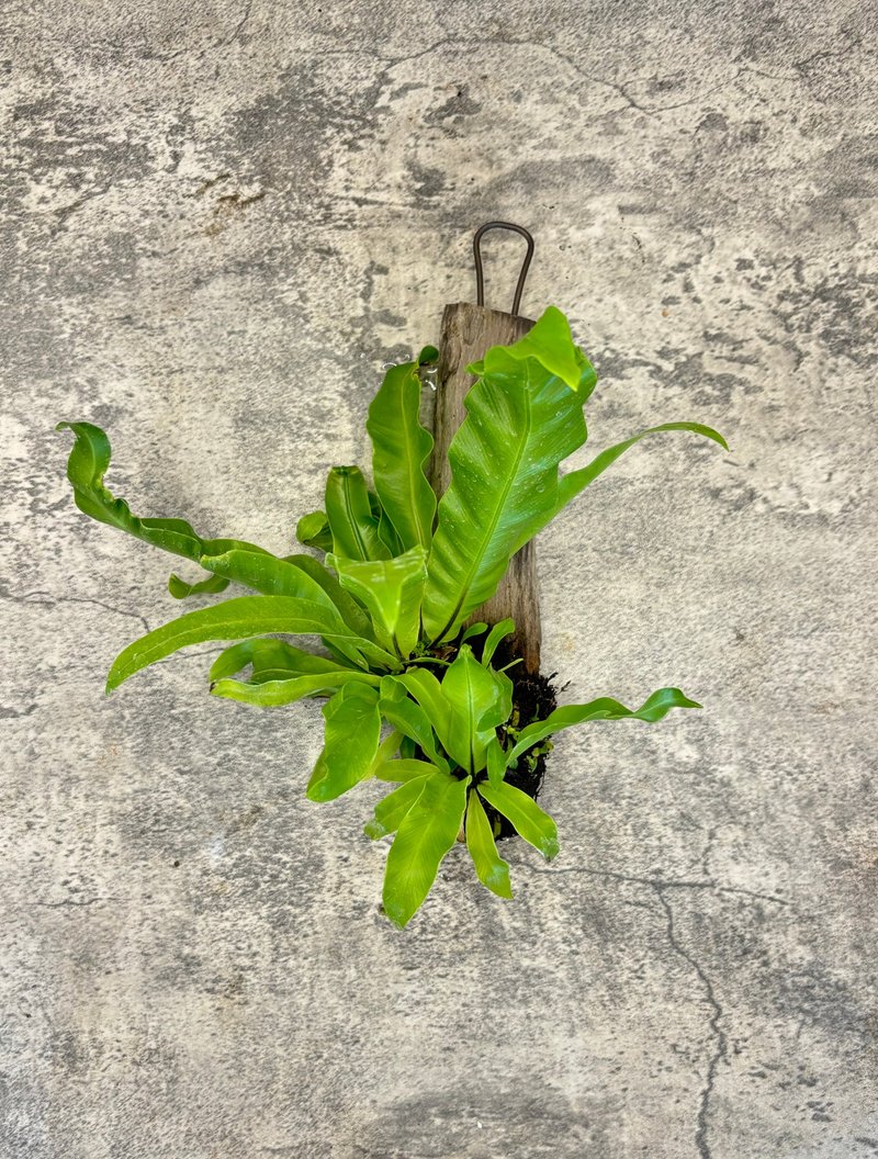 山蘇上板 綠意懸掛植栽  自然系居家裝飾 - 盆栽/植栽 - 植物．花 