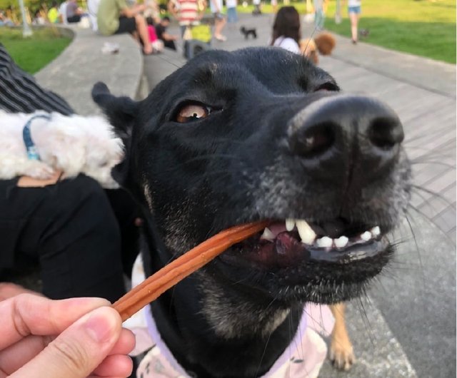 人気 犬の首輪に棒