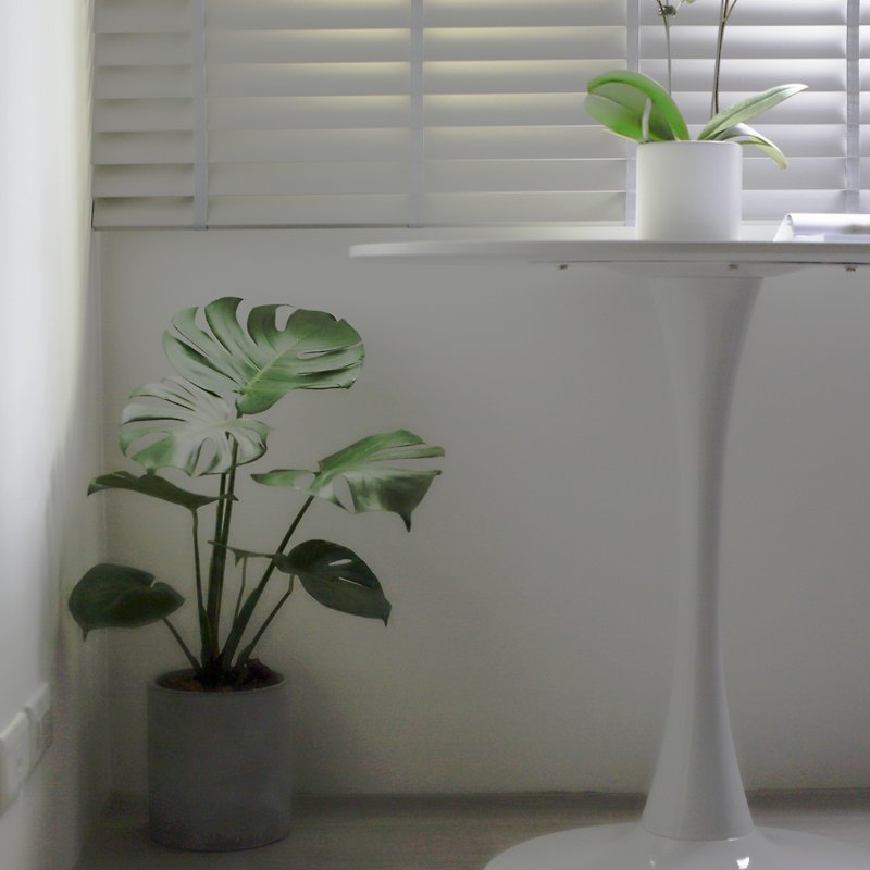 [Indoor potted plants] Turtle taro planting, opening potted plants, promotion gifts, opening gifts, housewarming potted plants - Plants - Plants & Flowers Green