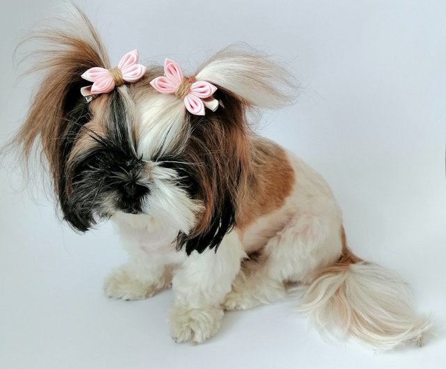 Shih tzu sales hair accessories