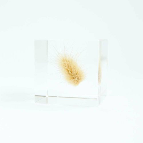 usaginonedoko 京都兔之床 Sola cube 兔尾草立方塊 堅強而柔軟