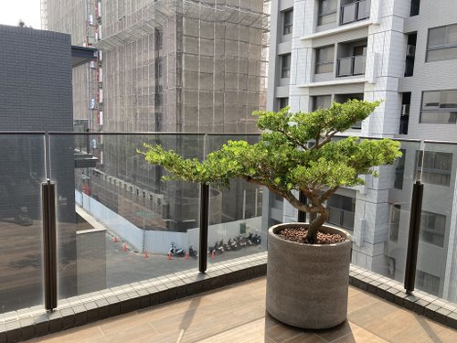 菩提園藝 【高光植栽】西施羅漢松(飄型) | 水泥圓柱盆(訂製請洽客服)
