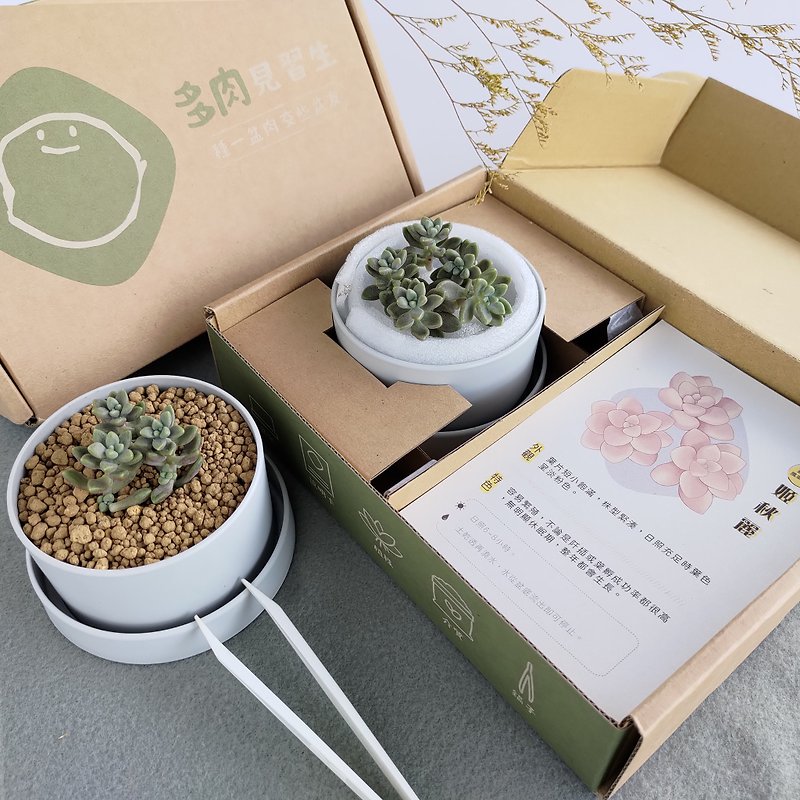 Succulent Potted Plant Package - Ji Qiuli - จัดดอกไม้/ต้นไม้ - พืช/ดอกไม้ 
