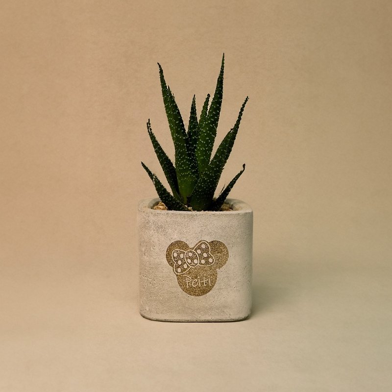 Wedding souvenirs│Birthday gifts│Customized Cement succulent gift basin (including plants) - Pottery & Ceramics - Cement White