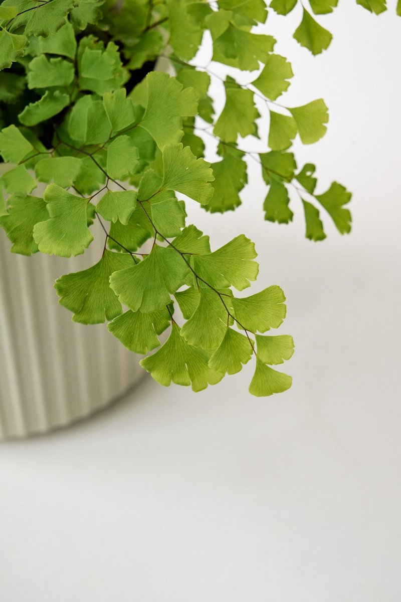 鐵線蕨 | 少女的髮絲 室內植栽 盆栽 - 盆栽/植栽 - 植物．花 綠色