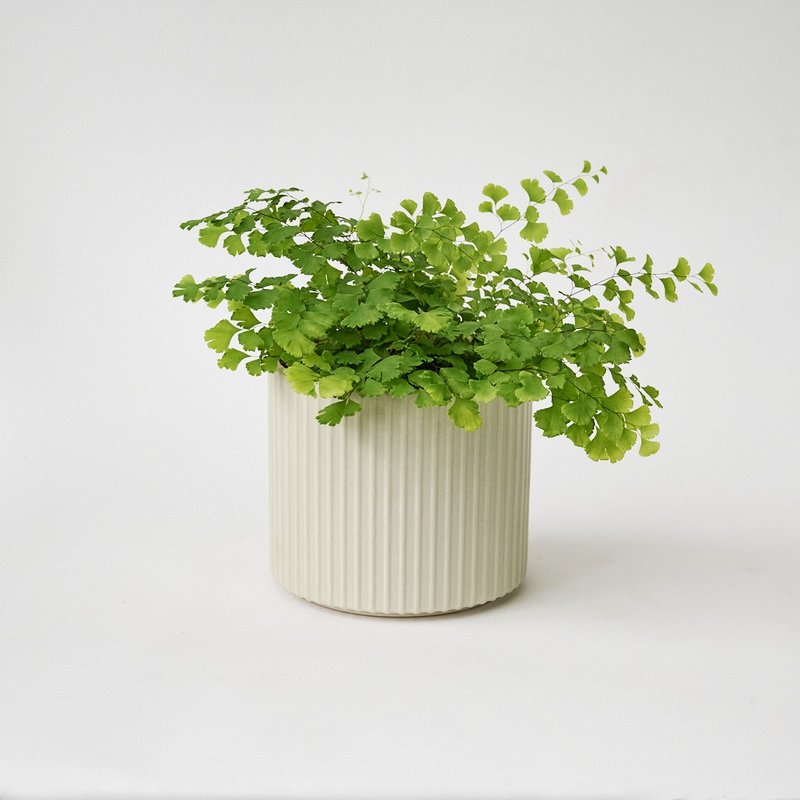 鐵線蕨 | 少女的髮絲 室內植栽 盆栽 - 盆栽/植栽 - 植物．花 綠色