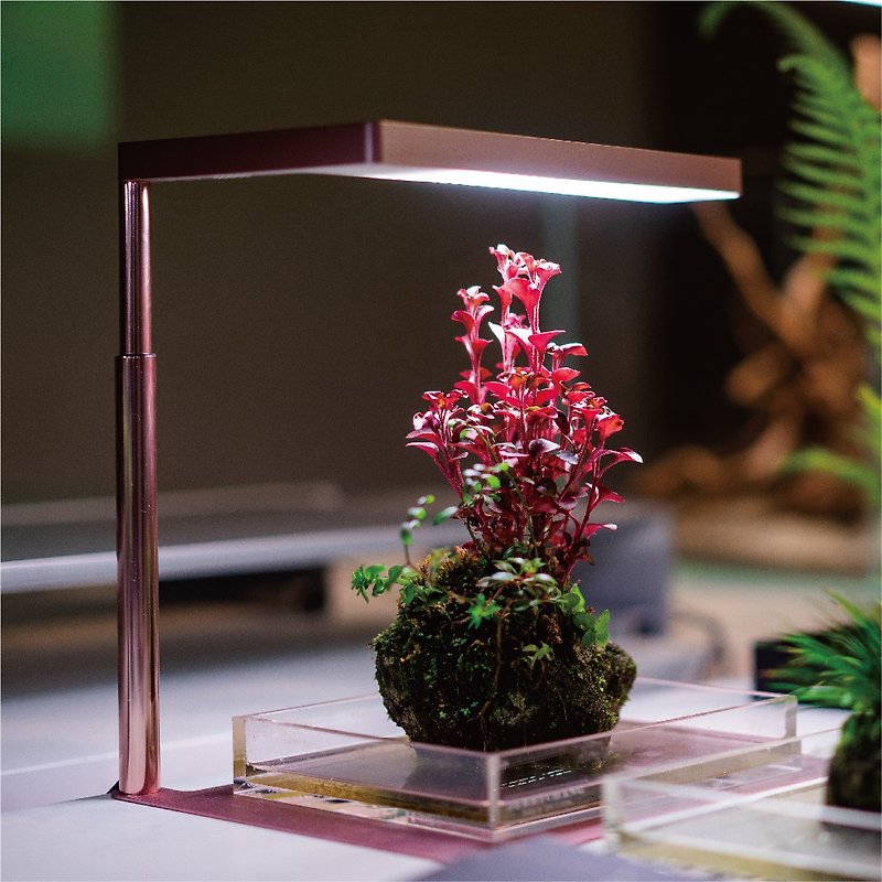 Flat Nano Full Spectrum LED Grow Light Rose Gold Indoor Plants - โคมไฟ - วัสดุอื่นๆ สึชมพู