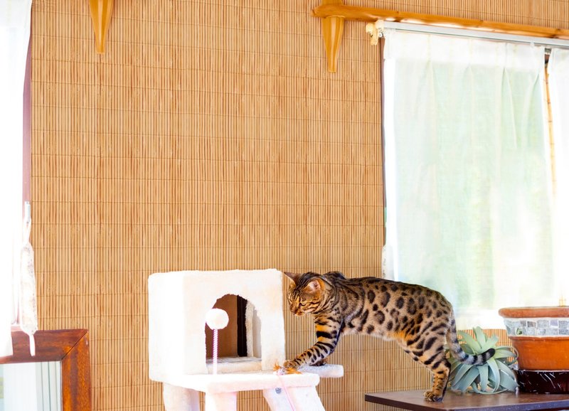 【老朋友限定禮】原創壁貼 | 微風竹編 (5/10/20片裝) - 壁貼/牆壁裝飾 - 其他材質 金色