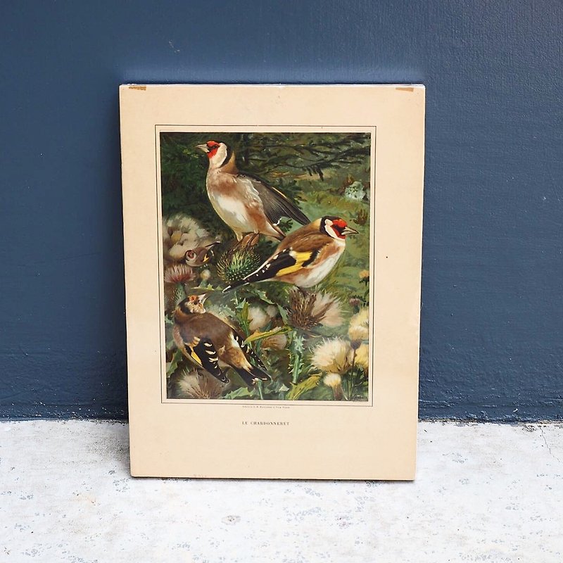 Early bird illustrations, frame wall paintings have been framed - Items for Display - Paper 