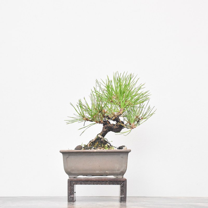 Red Pine | Bonsai Planet - ตกแต่งต้นไม้ - พืช/ดอกไม้ 