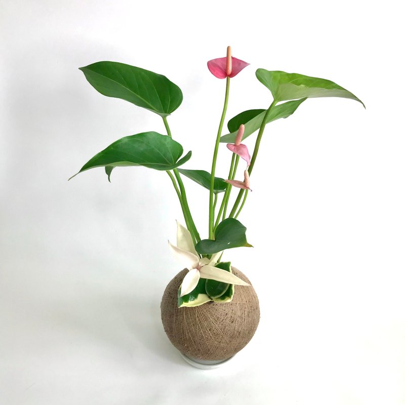 粉紅火鶴花 手作組合植栽苔球 - 植栽/盆栽 - 植物．花 粉紅色