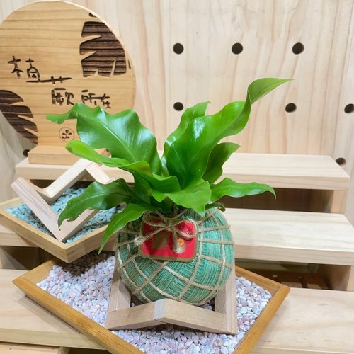 植蕨所在 水苔球植物設計館 植蕨所在 圓葉山蘇 水苔球 水苔球植物 室內擺設 居家擺設