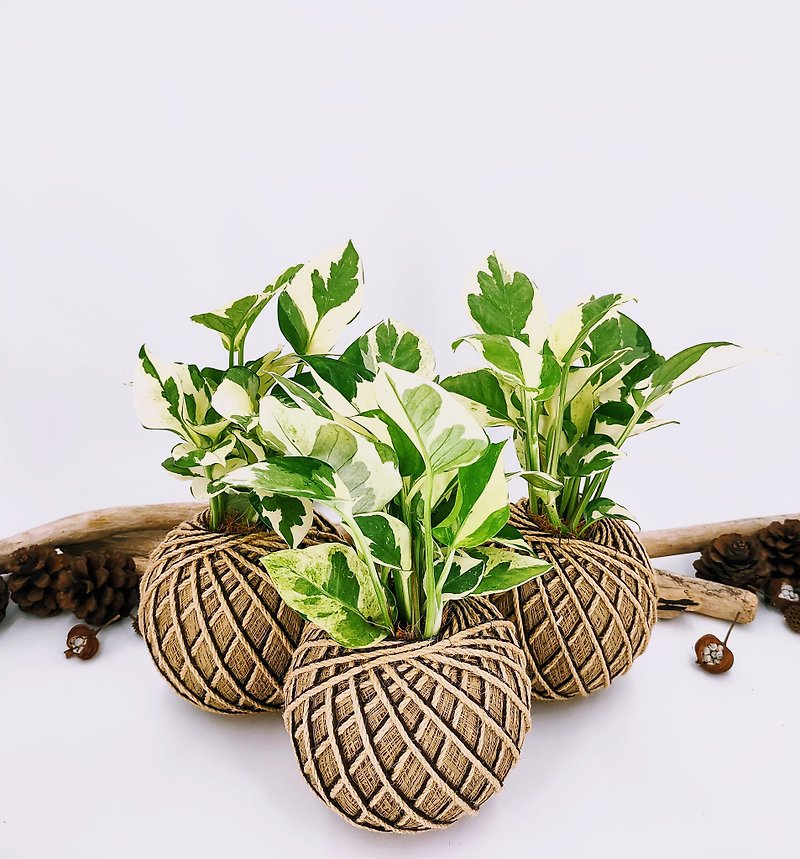 Platinum kudzu moss ball│board plant│home decoration│window plant│ - ตกแต่งต้นไม้ - พืช/ดอกไม้ สีเขียว