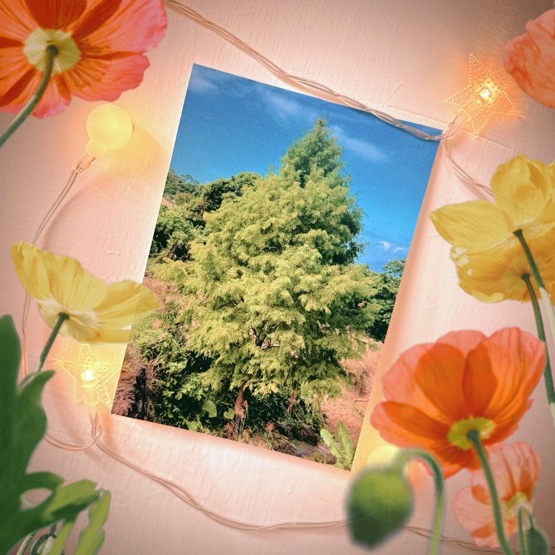 Have a Nice Day: Taiwan Adventures Postcard / Cool Card / Maokong Cypress - การ์ด/โปสการ์ด - กระดาษ หลากหลายสี