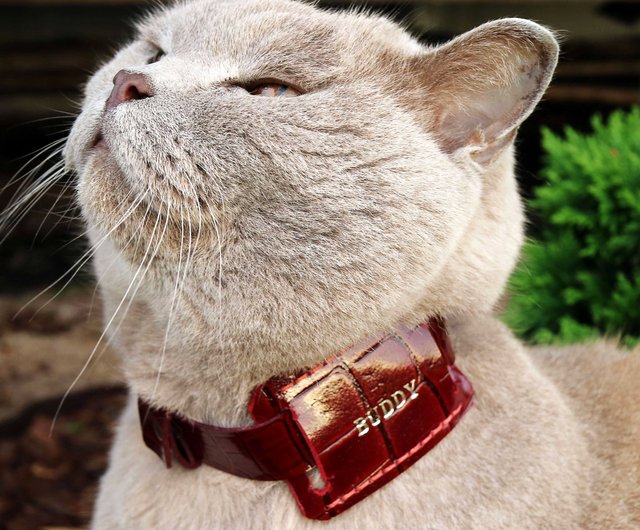 AirTag case - AirTag cat, dog collar - airtag holder - Shop