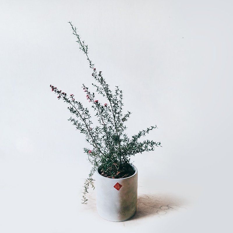 松紅梅 - 植物/盆栽/盆景 - 植物．花 灰色