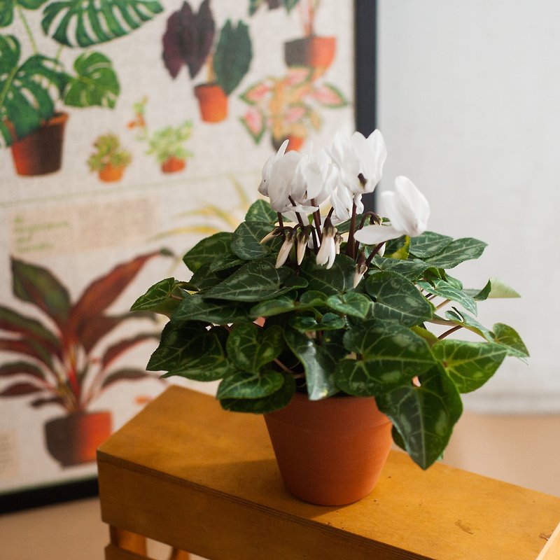 [Autumn and Winter Limited] Cyclamen Potted Plants | Shade-tolerant Plants | Home Office Potted Plants - Plants - Plants & Flowers White