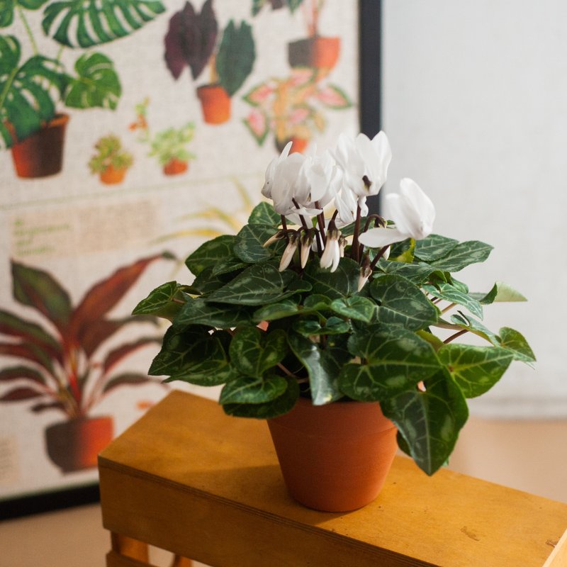 【秋冬限定】仙客來盆栽 | 耐陰植栽 | 居家辦公室盆栽 - 植栽/盆栽 - 植物．花 白色